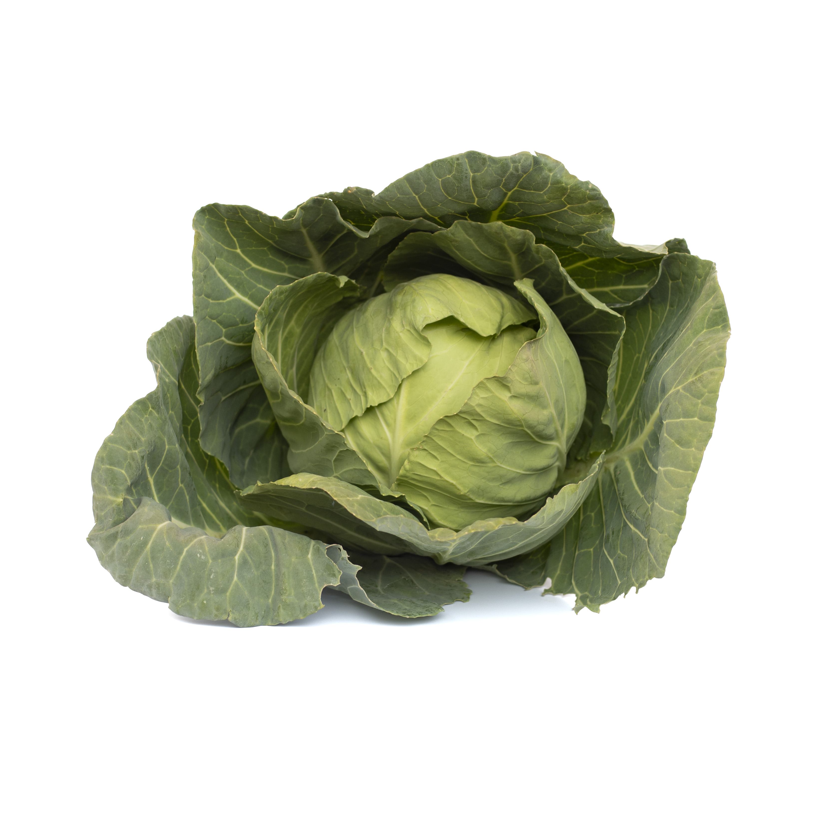 Cavolo Cappuccio