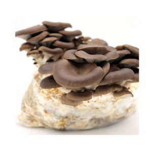 Pleurotus Ostreatus