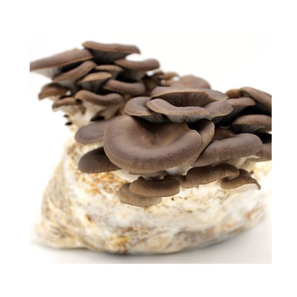 Pleurotus Ostreatus